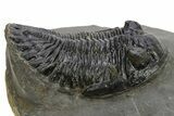 Detailed Hollardops Trilobite Fossil - Ofaten, Morocco #310572-2